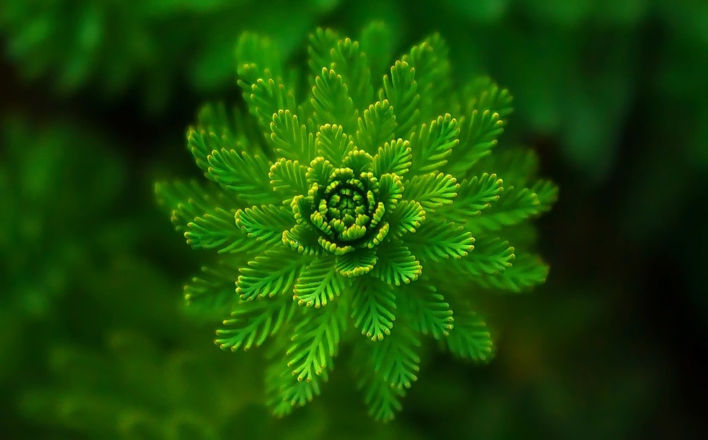 A picture of a green plant