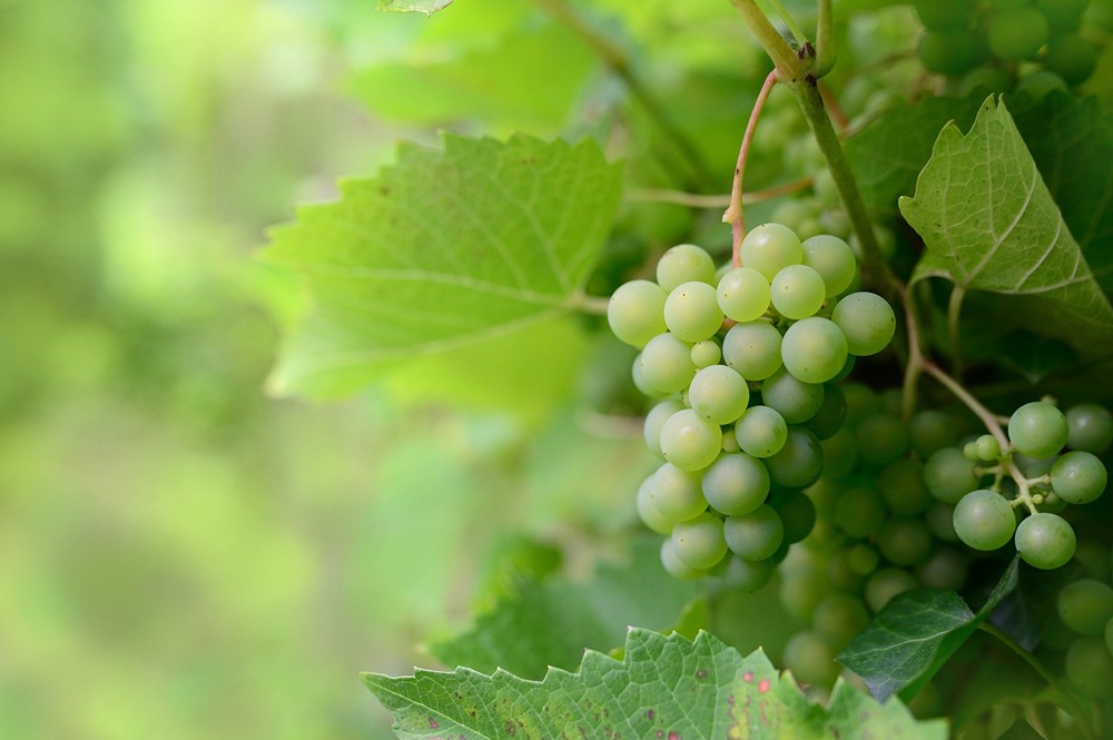A picture of green grapes on the vine